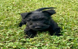 Scottish Terrier dogs for sale: Boone - Image 3