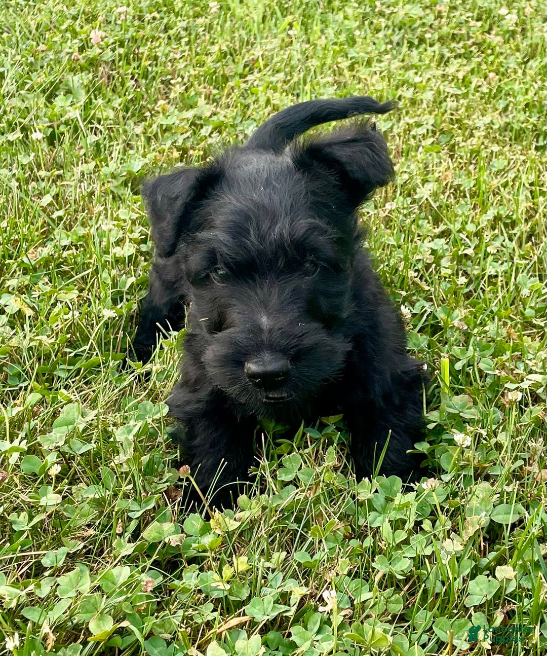 Scottish Terrier dogs for sale: Boone - Image 3