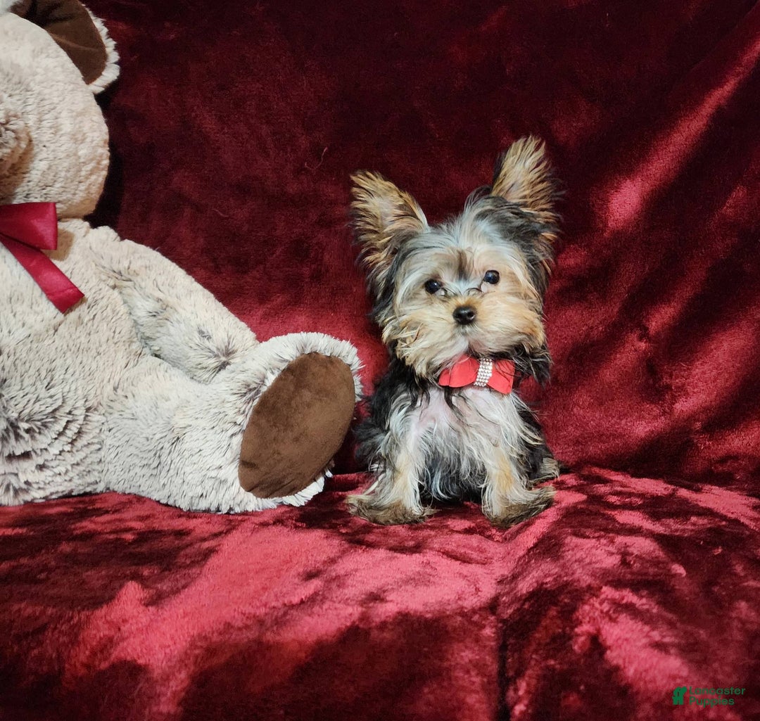 Yorkshire Terrier dogs for sale: Teddy - Image 5