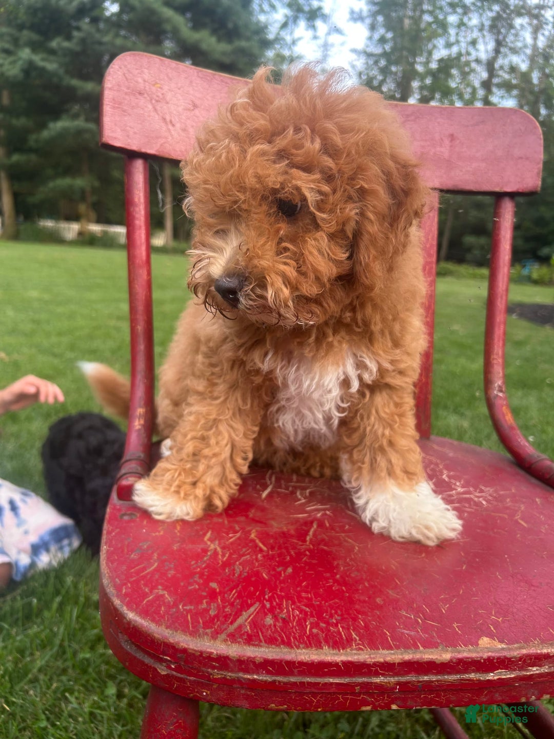 Cavapoo dogs for sale: Cooper - Image 11