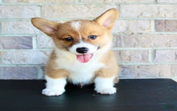 Welsh Corgi Pembroke dogs for sale: Welsh Corgi (Pembroke) 5 puppies - Image 18