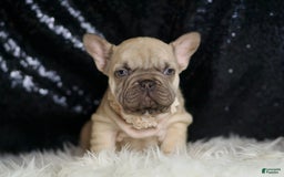 French Bulldog dogs for sale: Hazelnut - Image 5
