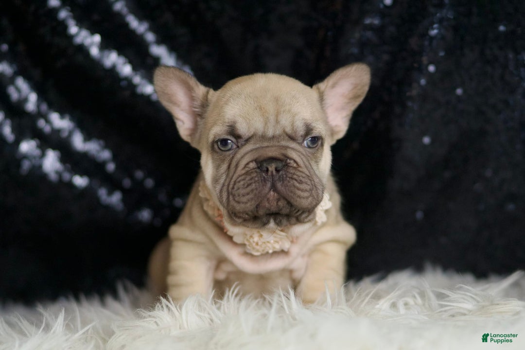 French Bulldog dogs for sale: Hazelnut - Image 5