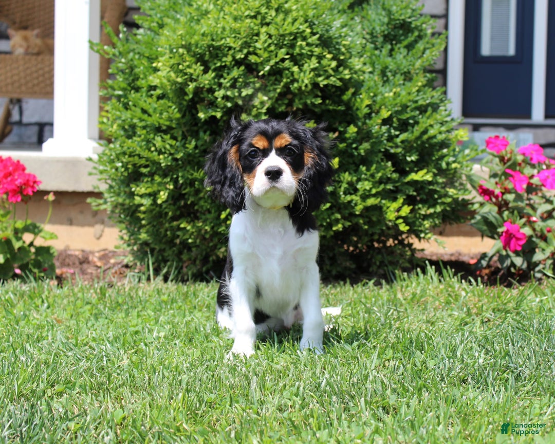 Cavalier King Charles Spaniel dogs for sale: Toby - Image 36