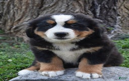 Bernese Mountain Dog dogs for sale: Reggie - Image 1