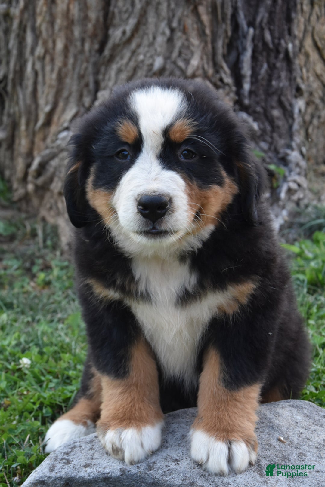 Bernese Mountain Dog dogs for sale: Reggie - Image 1