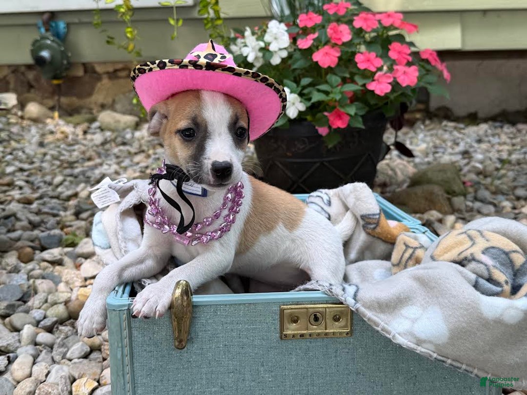 Jack Russell Terrier dogs for sale: Beauty - Image 2