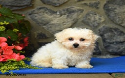 Bichon Frise dogs for sale: Snickers - Image 2