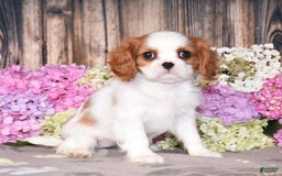 Cavalier King Charles Spaniel dogs for sale: Tenny - Image 7