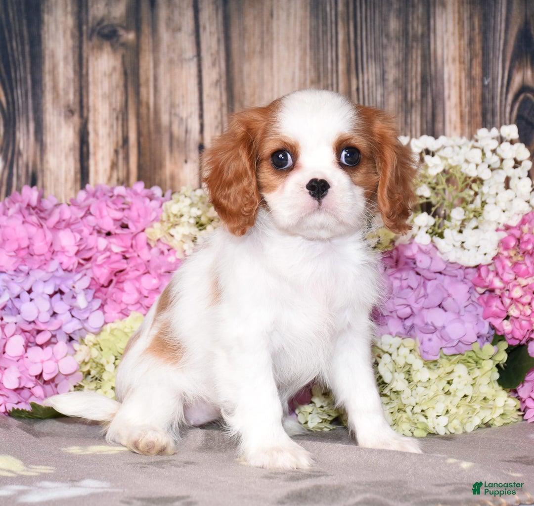 Cavalier King Charles Spaniel dogs for sale: Tenny - Image 7