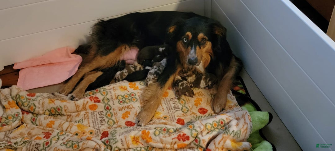 Australian Shepherd dogs for sale: Red And White Female - Image 6