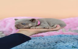 French Bulldog dogs for sale: Denise - Image 6