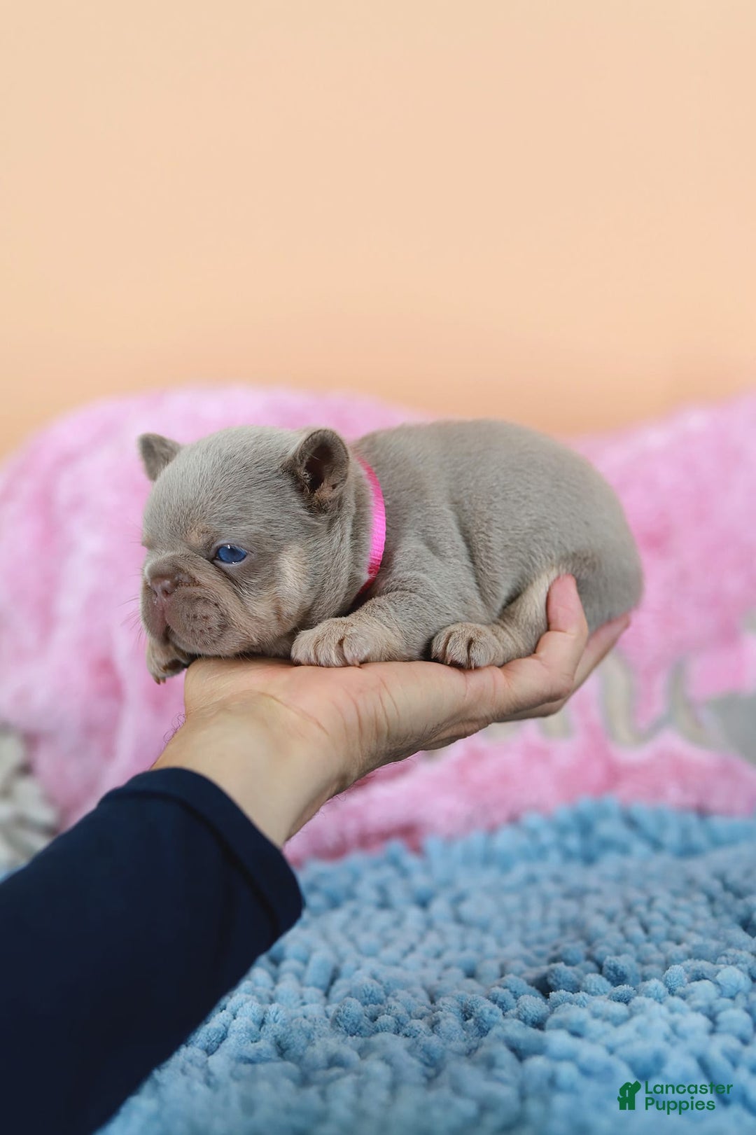 French Bulldog dogs for sale: Denise - Image 6
