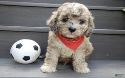 Cavapoo dogs for sale: Patches - Image 2