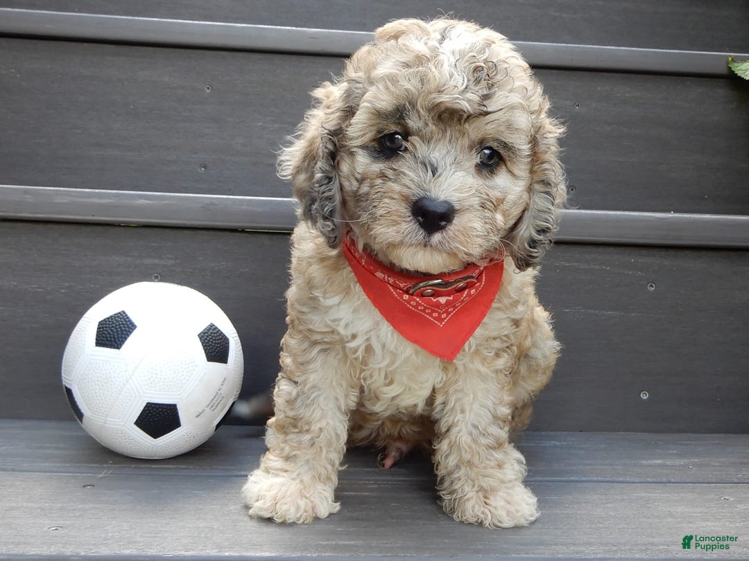 Cavapoo dogs for sale: Patches - Image 2