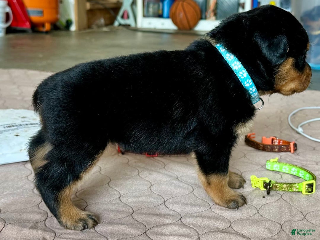 Rottweiler dogs for sale: Light Blue Collar - Image 5
