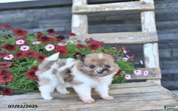 Pomeranian dogs for sale: Donna EXTRA SMALL - Image 3
