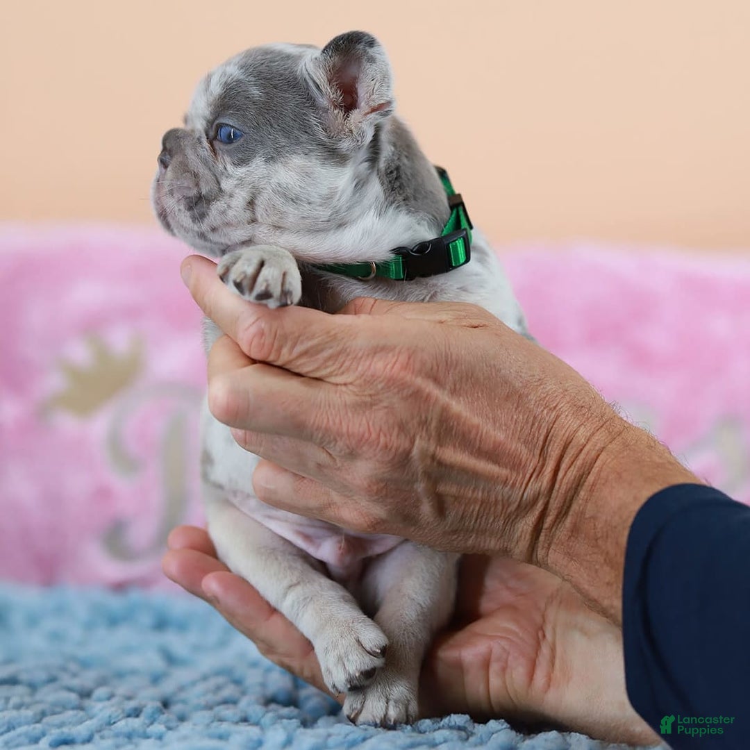 French Bulldog dogs for sale: Davis - Image 12
