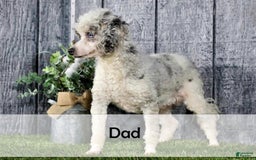 Mini Bernedoodle dogs for sale: Logan - Image 12