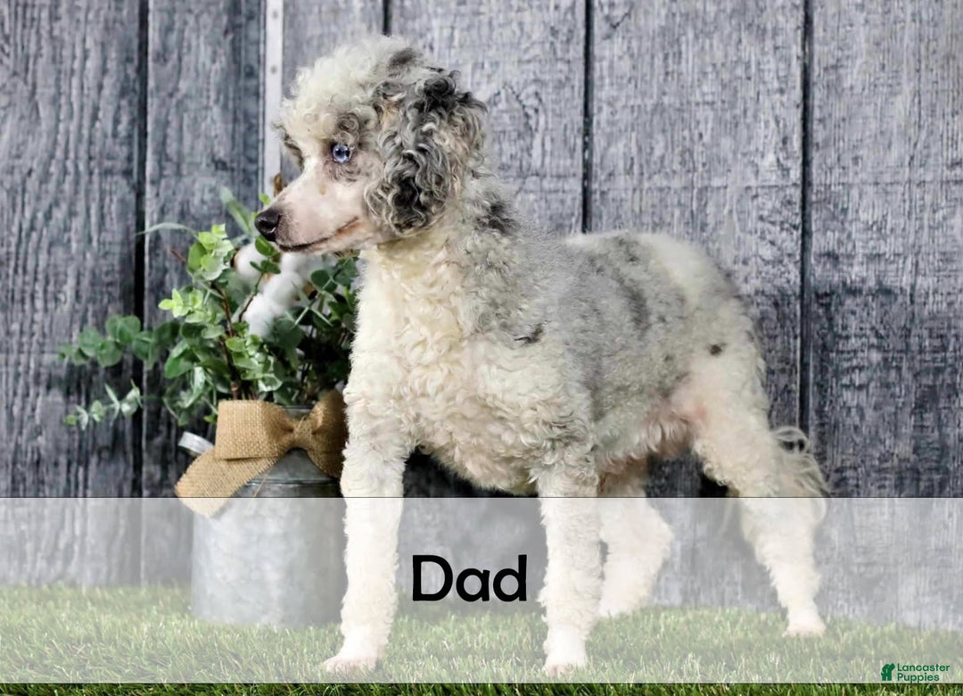 Mini Bernedoodle dogs for sale: Logan - Image 12