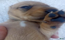 Miniature Dachshund dogs for sale: Barley - Image 7
