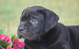 Cane Corso dogs for sale: Riley - Image 2