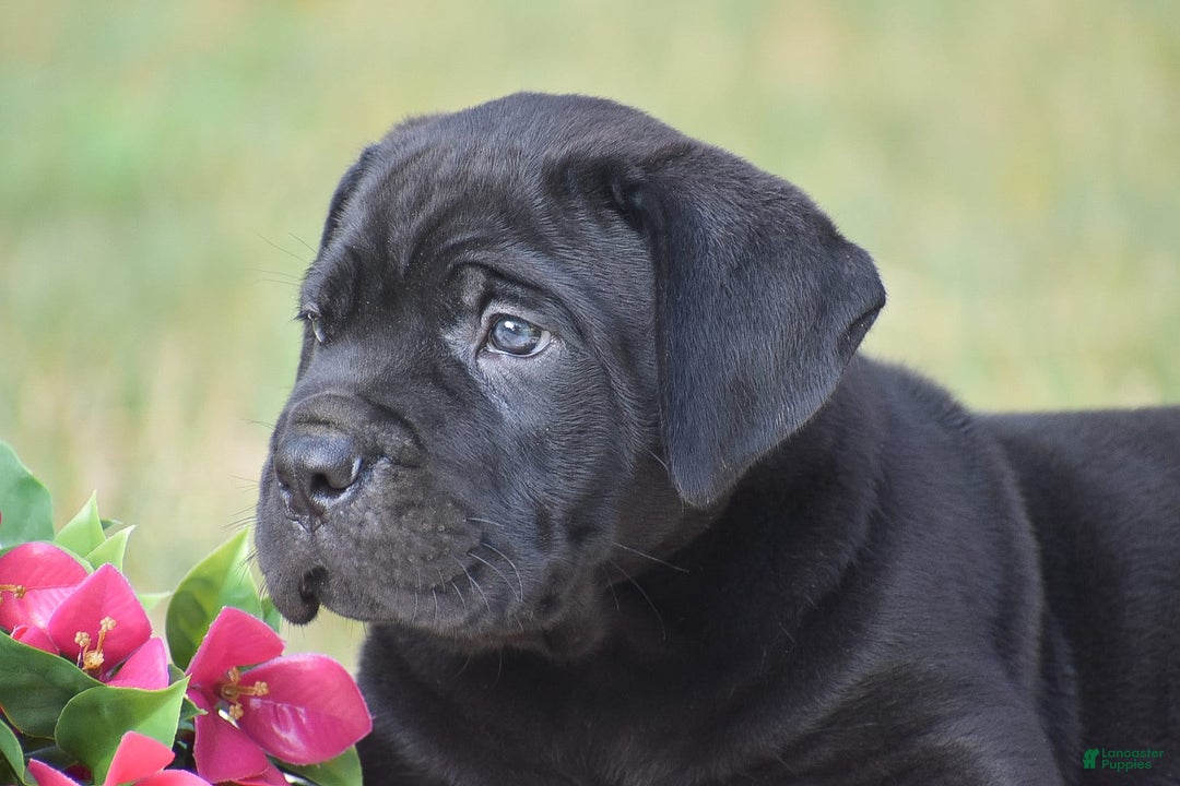 Cane Corso dogs for sale: Riley - Image 2