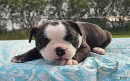 Olde English Bulldogge dogs for sale: Jp - Image 1
