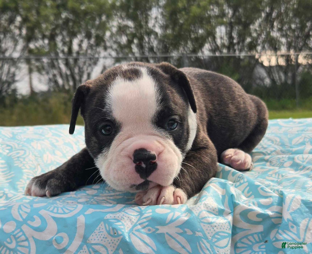 Olde English Bulldogge dogs for sale: Jp - Image 1