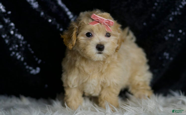 Maltipoo dogs - Advert 27