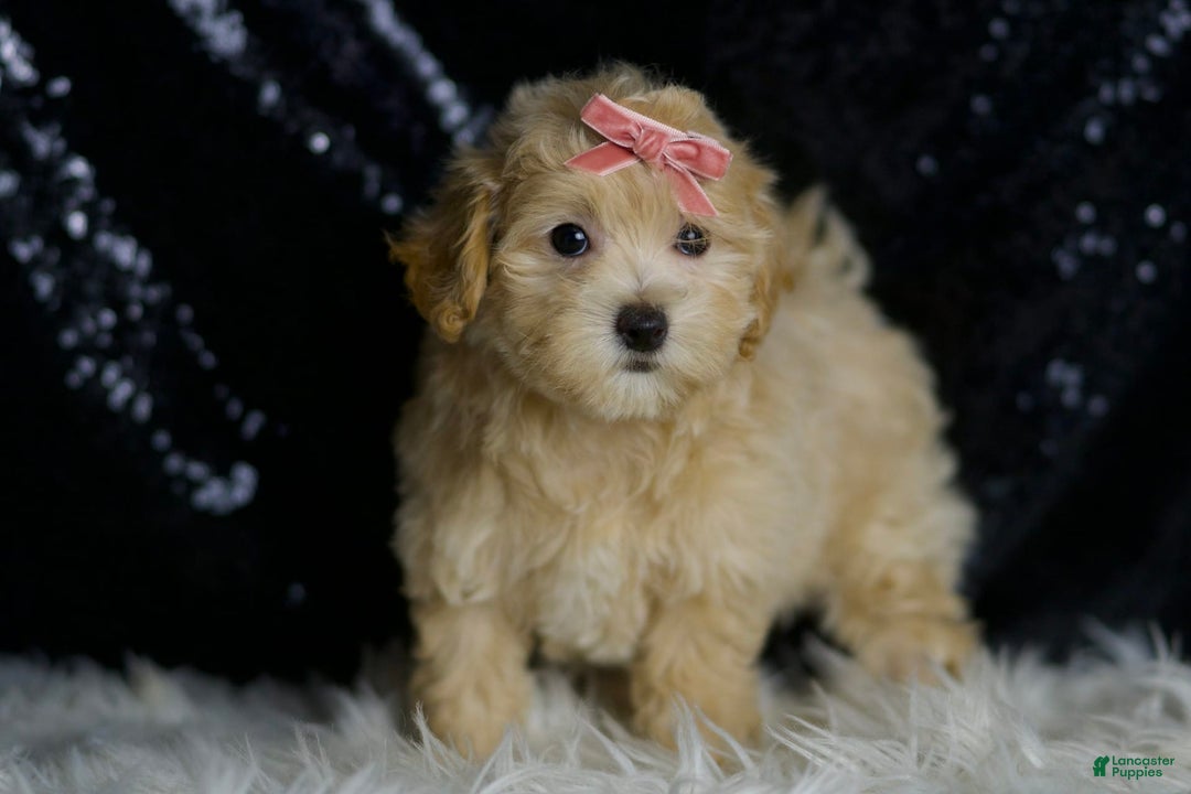 Maltipoo dogs for sale: Rosie - Image 4