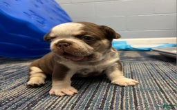 French Bulldog dogs for sale: Cowgirl - Image 3