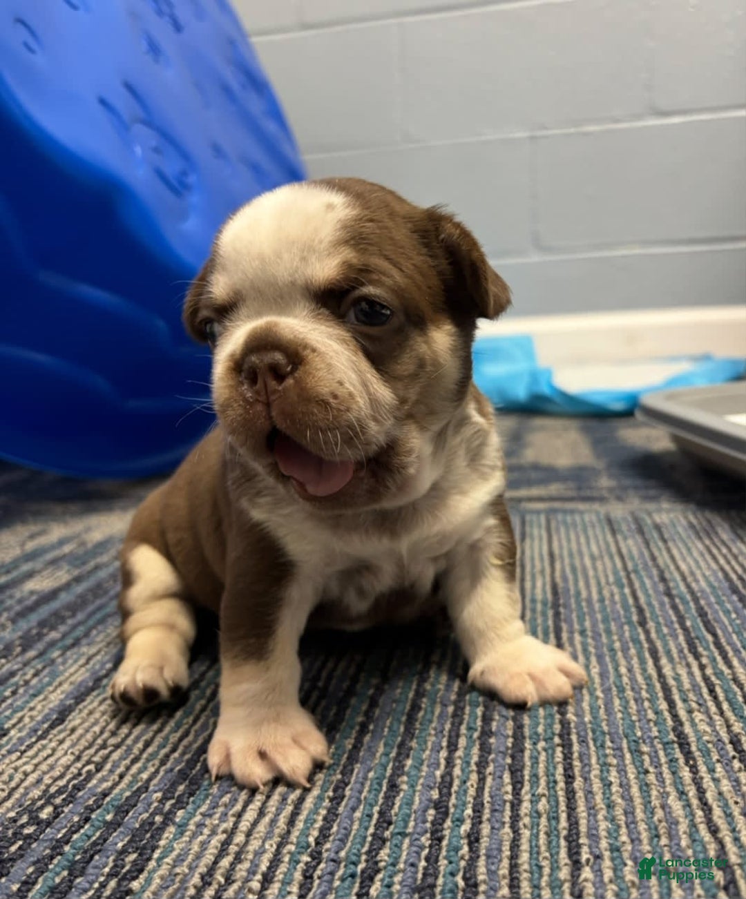 French Bulldog dogs for sale: Cowgirl - Image 3