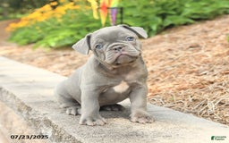 Frenchton dogs for sale: Riker - Image 3