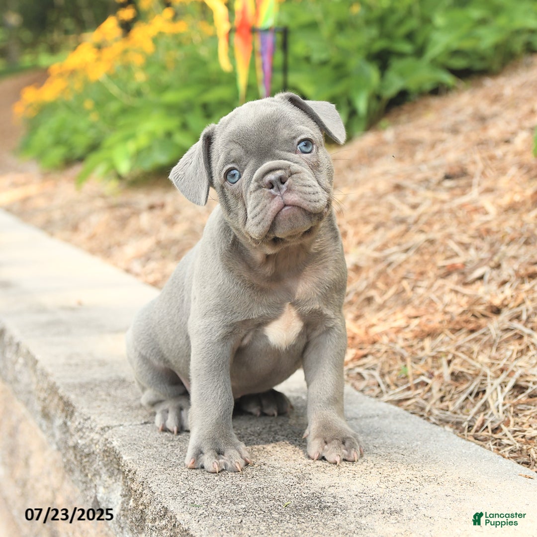 Frenchton dogs for sale: Riker - Image 3