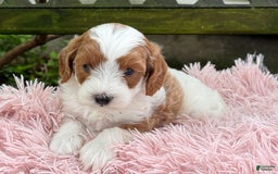Cavapoo dogs for sale: Brady - Image 20