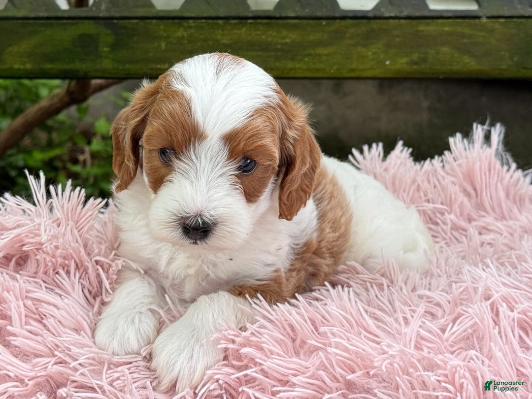 Cavapoo dogs for sale: Brady - Image 20