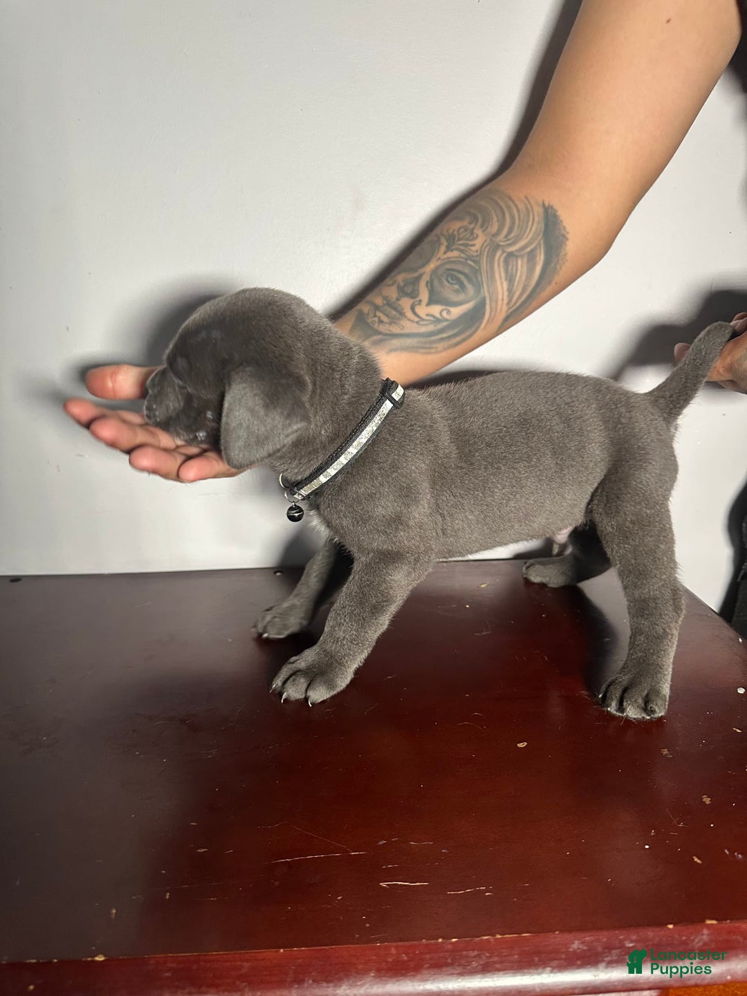 Cane Corso dogs for sale: Kane - Image 2