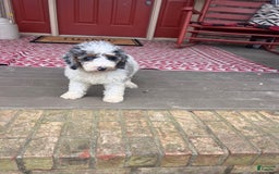 Mini Bernedoodle dogs for sale: Benji - Image 4