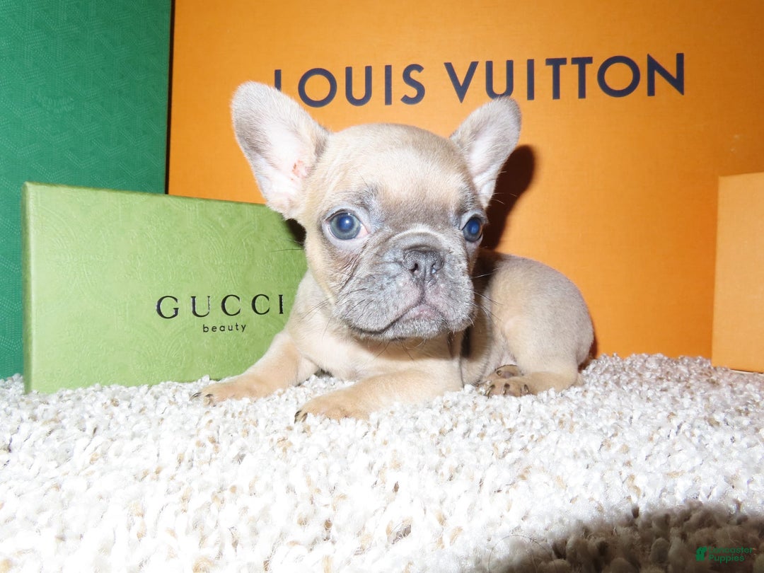 French Bulldog dogs for sale: Bella - Image 4