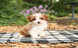 Mini Aussiedoodle dogs for sale: Honeysuckle - Image 4