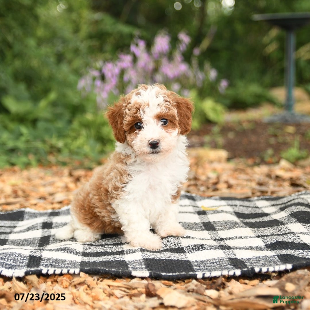 Mini Aussiedoodle dogs for sale: Honeysuckle - Image 4