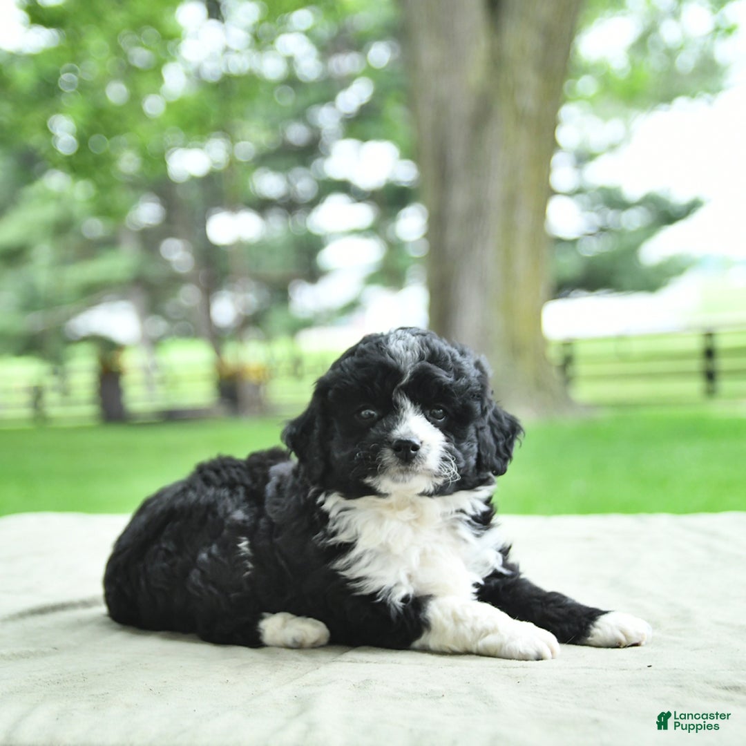 Mini Aussiedoodle dogs for sale: Wade - Image 6