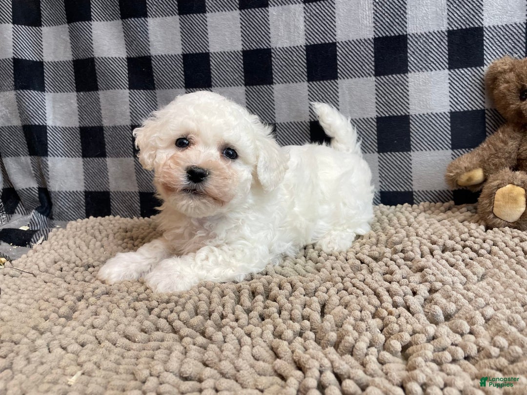 Bichon Frise dogs for sale: Blossom - Image 5