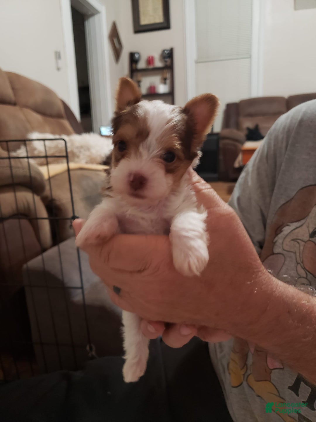 Yorkshire Terrier dogs for sale: Dexter - Image 1