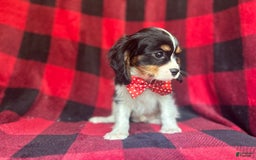 Cavalier King Charles Spaniel dogs for sale: Toto - Image 6