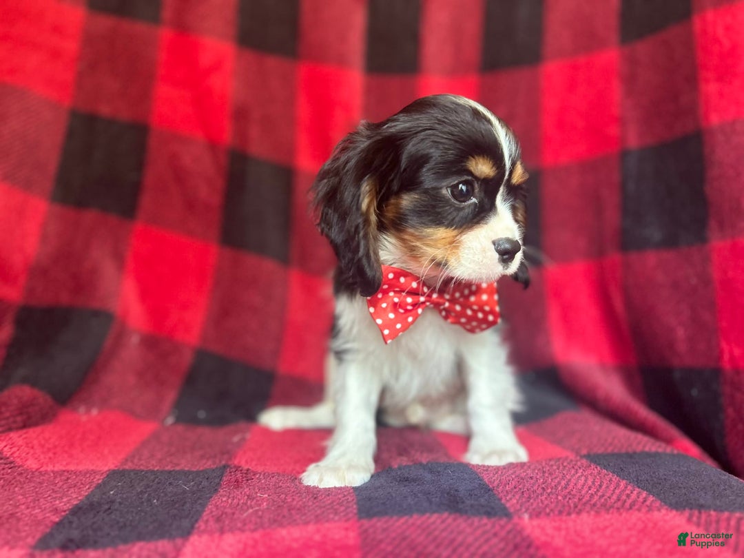 Cavalier King Charles Spaniel dogs for sale: Toto - Image 6