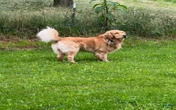 Golden Retriever dogs for sale: Scout - Image 3
