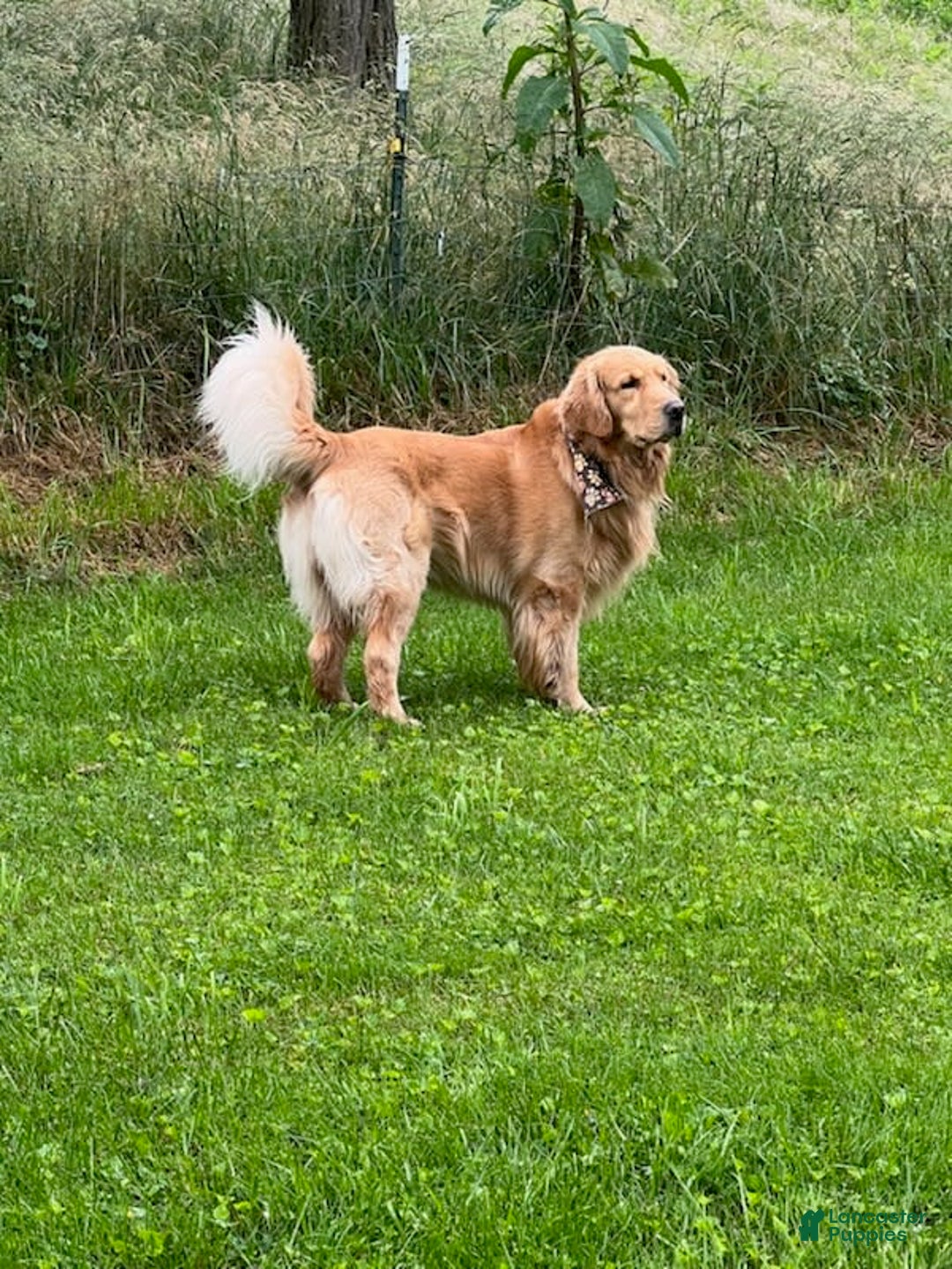 Golden Retriever dogs for sale: Scout - Image 3