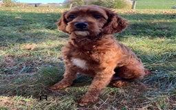 Cavapoo dogs for sale: Glory - Image 12
